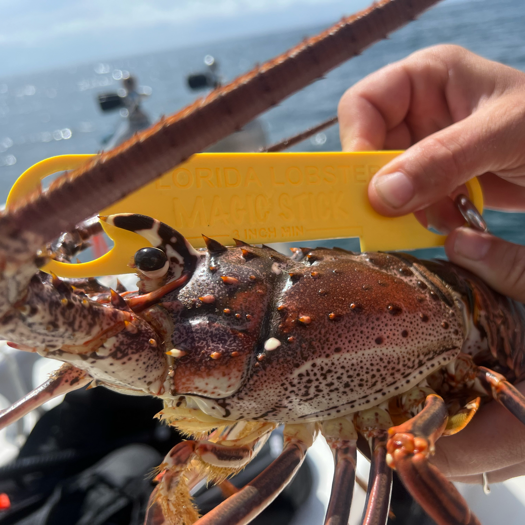 A Deep Dive into Florida Lobster Season: What You Need to Know (and Some Secrets!)