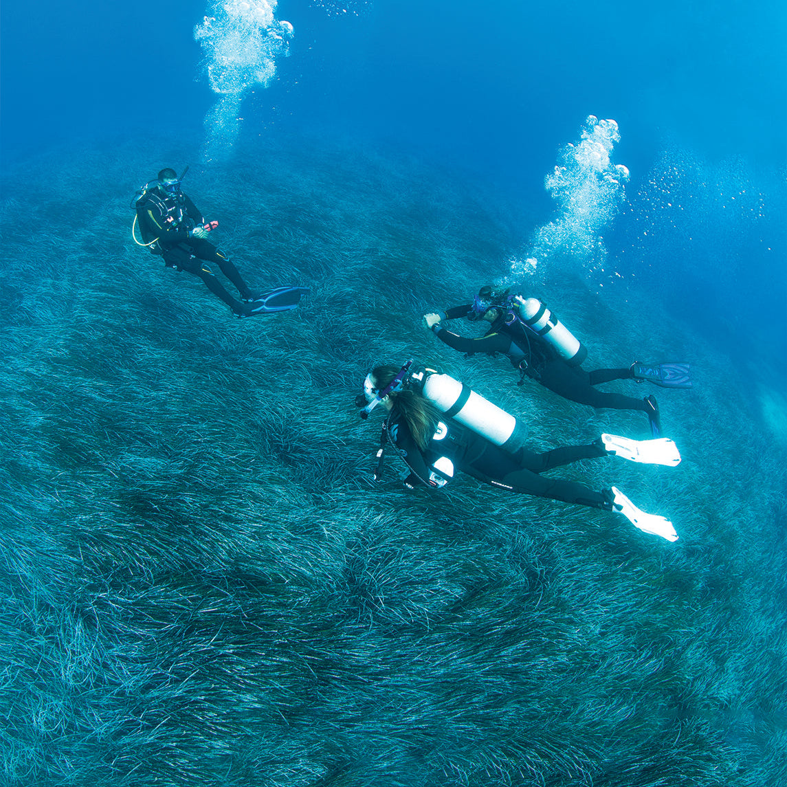 Three scuba divers exploring a underwater grassy landscape.